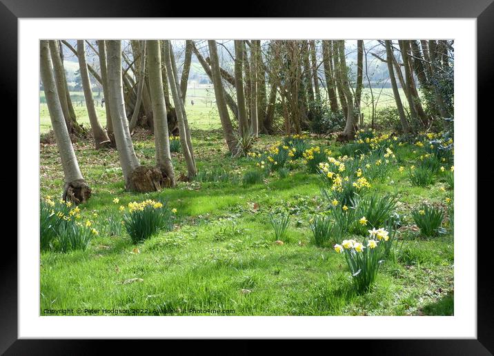 Daffodils in Copse Framed Mounted Print by Peter Hodgson