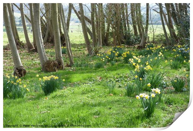 Daffodils in Copse Print by Peter Hodgson