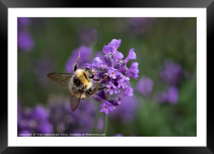 Busy Bee Framed Mounted Print by Traci Habergham