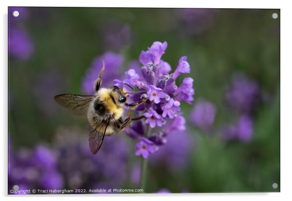 Busy Bee Acrylic by Traci Habergham