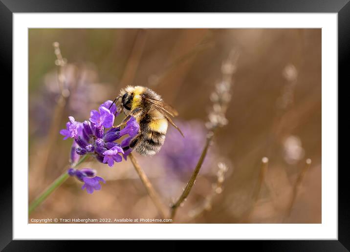 Busy Bee Framed Mounted Print by Traci Habergham