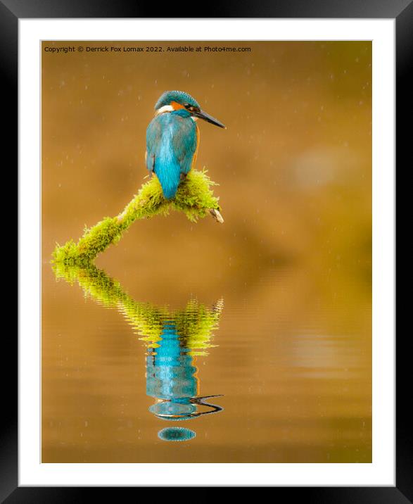 Kingfisher Framed Mounted Print by Derrick Fox Lomax