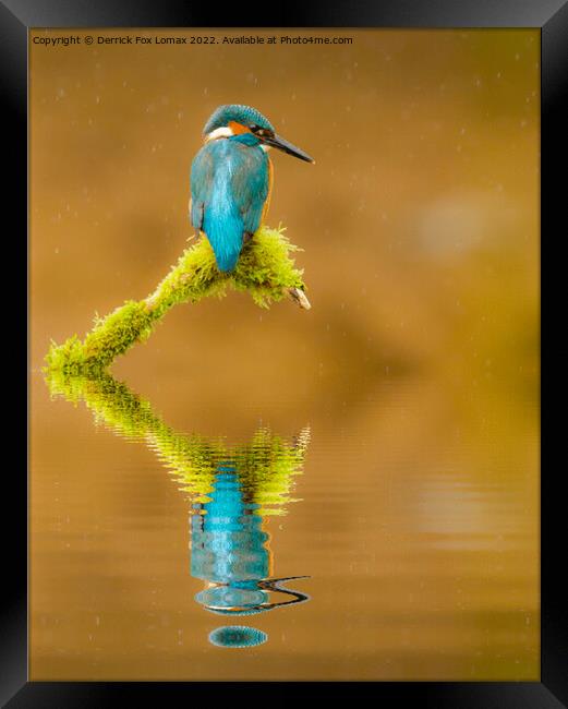 Kingfisher Framed Print by Derrick Fox Lomax