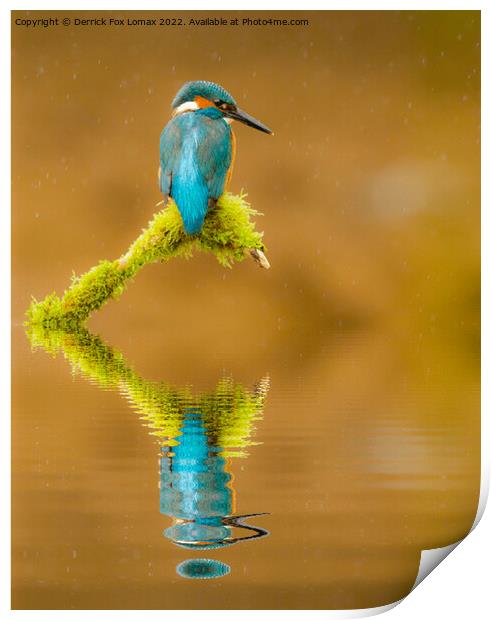 Kingfisher Print by Derrick Fox Lomax