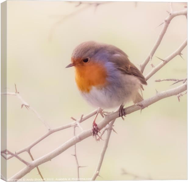 Spring Robin Canvas Print by Andy Shackell