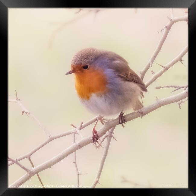 Spring Robin Framed Print by Andy Shackell