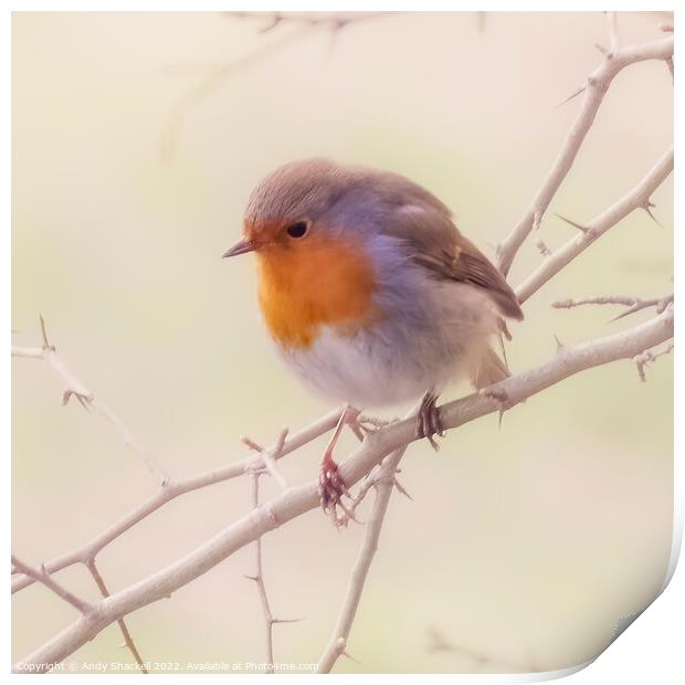 Spring Robin Print by Andy Shackell