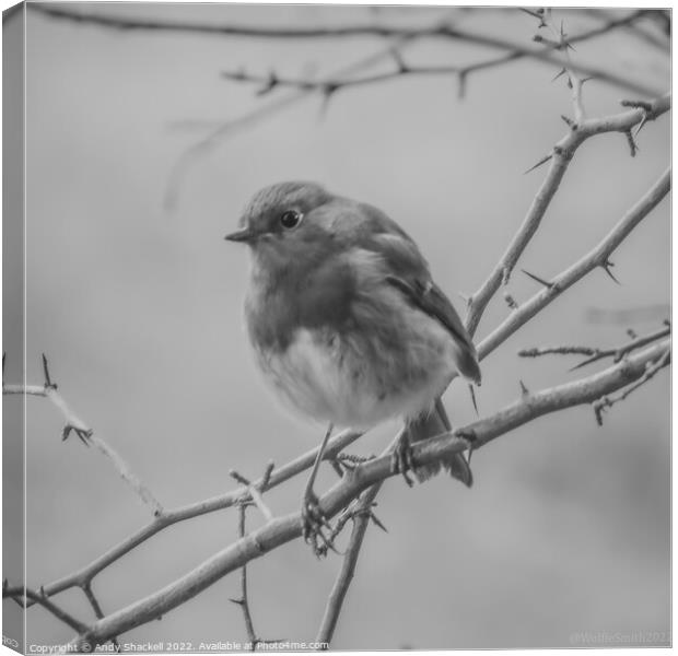Robin Listening Canvas Print by Andy Shackell
