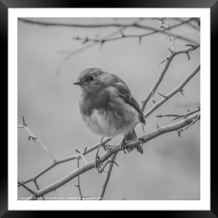 Robin Listening Framed Mounted Print by Andy Shackell