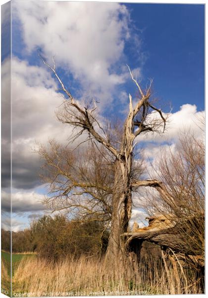 Lone Dead tree Canvas Print by Andy Shackell