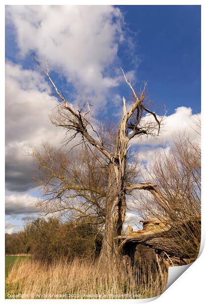 Lone Dead tree Print by Andy Shackell