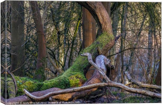 Mossy tree Canvas Print by Andy Shackell