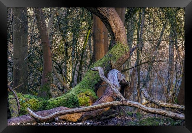 Mossy tree Framed Print by Andy Shackell