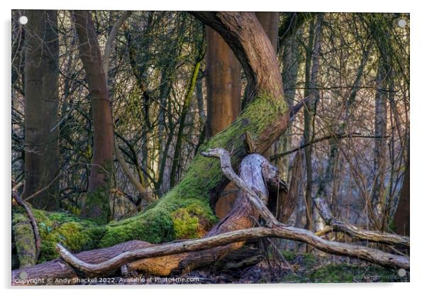 Mossy tree Acrylic by Andy Shackell