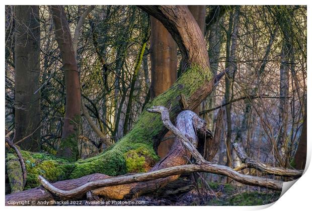 Mossy tree Print by Andy Shackell