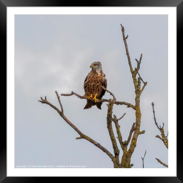 Red Kite Perch Framed Mounted Print by Andy Shackell