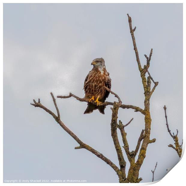 Red Kite Perch Print by Andy Shackell