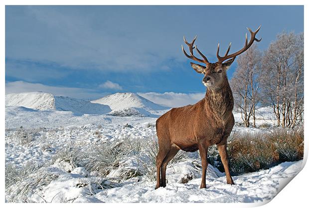 Deer Stag, Glencoe Print by Grant Glendinning