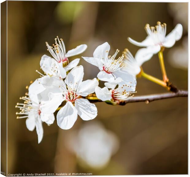 Blossom Canvas Print by Andy Shackell