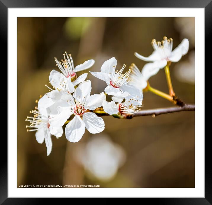 Blossom Framed Mounted Print by Andy Shackell