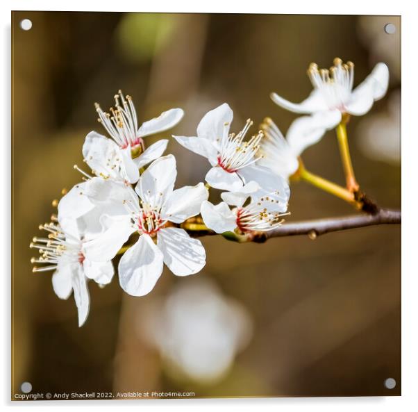 Blossom Acrylic by Andy Shackell