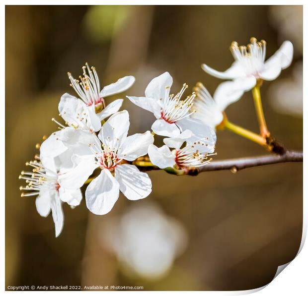 Blossom Print by Andy Shackell