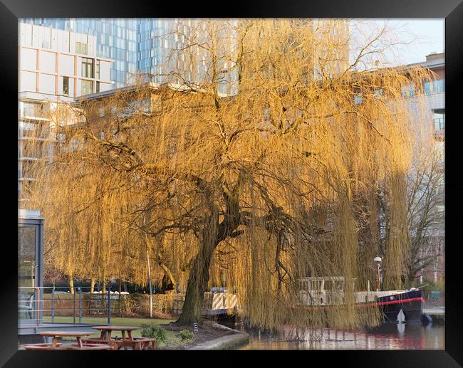 Weeping by the canal Framed Print by David McCulloch