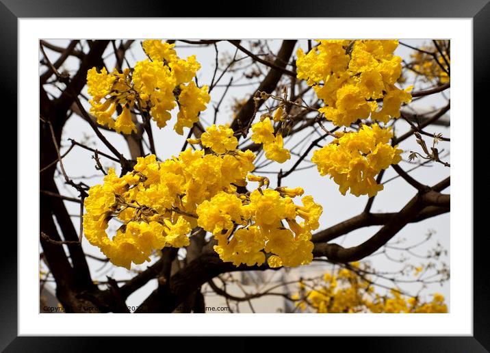 Golden Trumpet (Ipe Amarelo) tree - Brazil Framed Mounted Print by Gordon Dixon