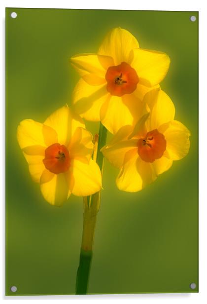 Sign of Spring. Acrylic by Bill Allsopp