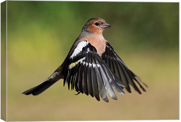 Chaffinch in flight Canvas Print by Grant Glendinning