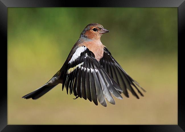 Chaffinch in flight Framed Print by Grant Glendinning