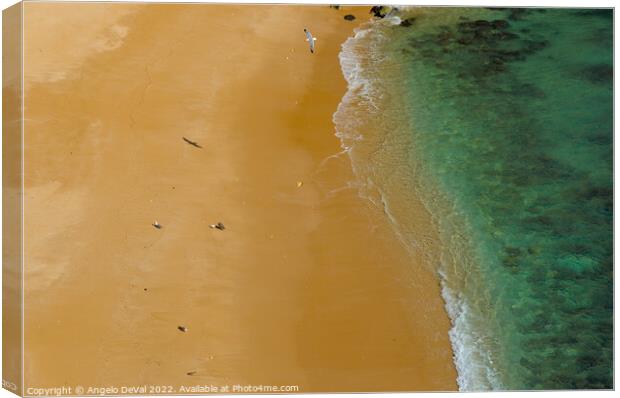 Seagulls in Praia Deserta Canvas Print by Angelo DeVal
