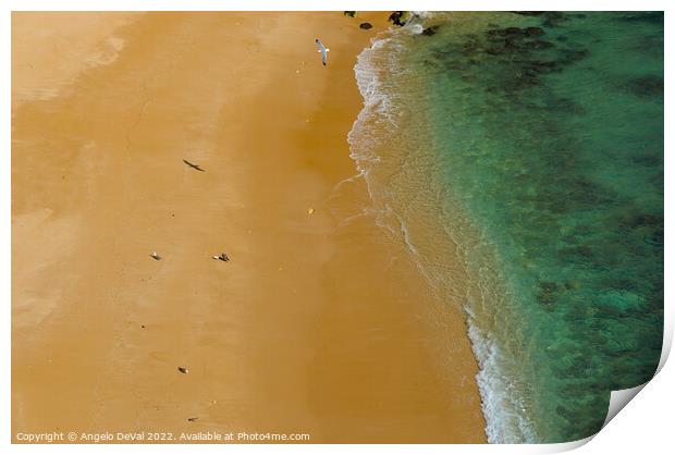 Seagulls in Praia Deserta Print by Angelo DeVal