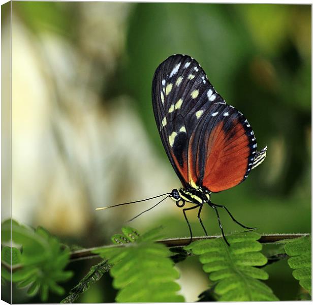 Tiger Longwing Butterfly Canvas Print by Grant Glendinning