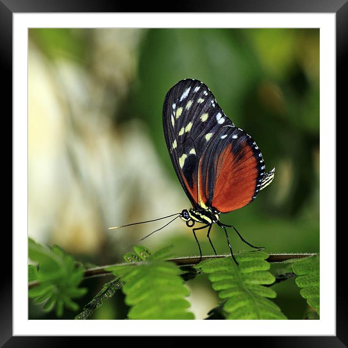 Tiger Longwing Butterfly Framed Mounted Print by Grant Glendinning