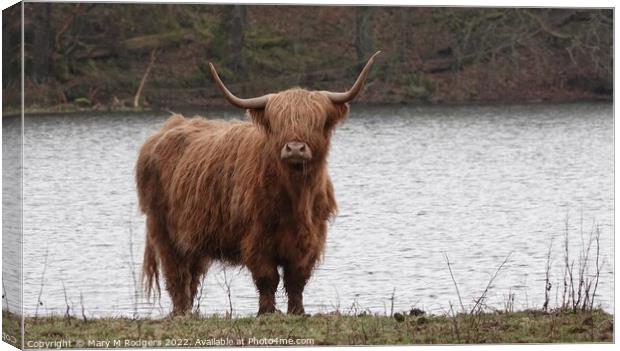 Highland Coo at the Loch Canvas Print by Mary M Rodgers