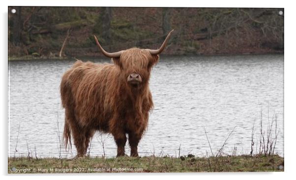 Highland Coo at the Loch Acrylic by Mary M Rodgers