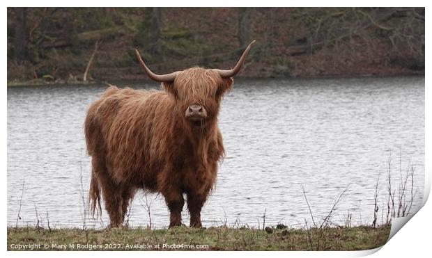 Highland Coo at the Loch Print by Mary M Rodgers