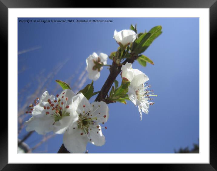 Plant flower Framed Mounted Print by Ali asghar Mazinanian