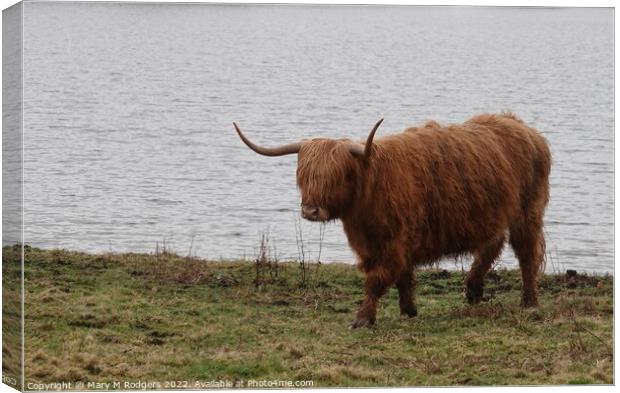 Highland Coo Scotland  Canvas Print by Mary M Rodgers