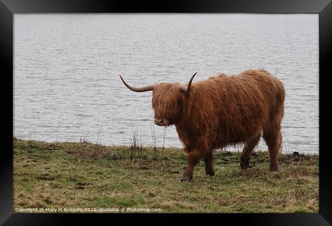 Highland Coo Scotland  Framed Print by Mary M Rodgers