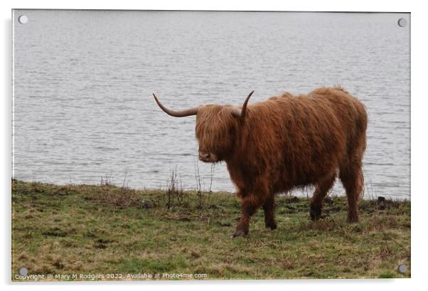 Highland Coo Scotland  Acrylic by Mary M Rodgers