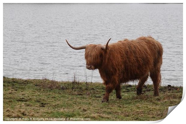 Highland Coo Scotland  Print by Mary M Rodgers