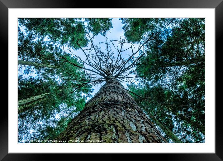 Just Look Up Framed Mounted Print by Daniel Gwalter