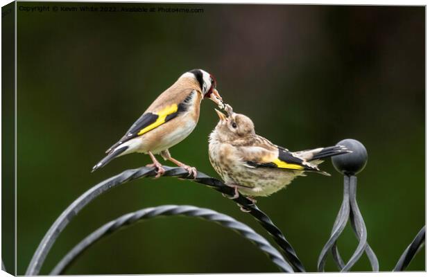 Goldfinch feeding chick Canvas Print by Kevin White
