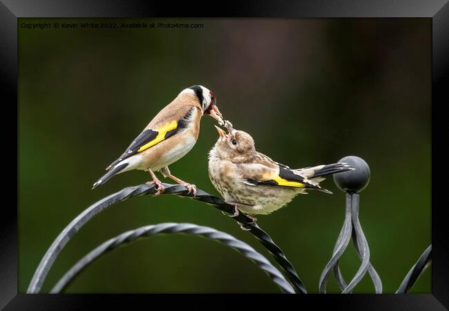 Goldfinch feeding chick Framed Print by Kevin White