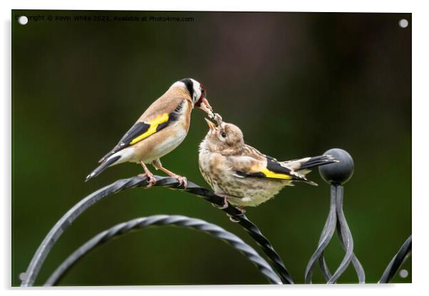 Goldfinch feeding chick Acrylic by Kevin White