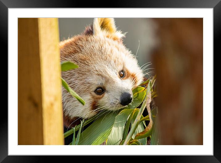 I am so beautiful...and hungry...Red Punda Framed Mounted Print by Elzbieta Sosnowski