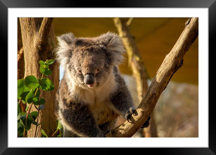 Koala...Natural beauty Framed Mounted Print by Elzbieta Sosnowski