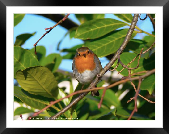 Inquisitive Robin (Erithacus rubecula) Framed Mounted Print by Andy Rodger